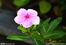 长春花