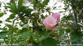木棉花特写