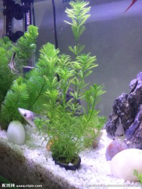 水草