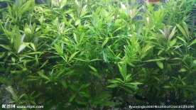 水草
