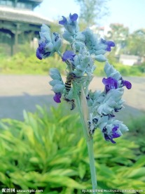 花