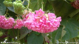 非洲芙蓉