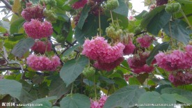 非洲芙蓉