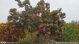 非洲芙蓉