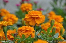 黄色菊花