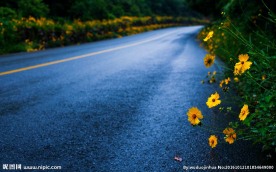 道路旁的小菊花