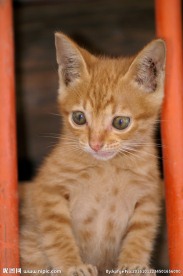 猫咪