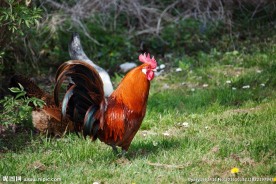 地上觅食的公鸡