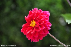 红色大丽菊