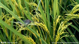 水稻上的蜻蜓视频