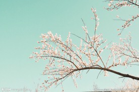 杏花