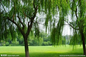 西湖垂柳与绿色草坪（高清图）