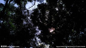 逆光的茂密树林 视频