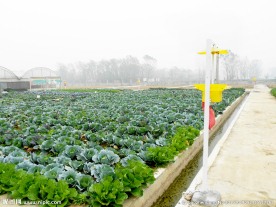 佳多频振式太阳能杀虫灯