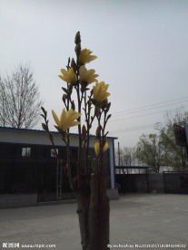 玉兰花