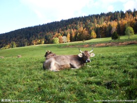 瑞士褐牛图片