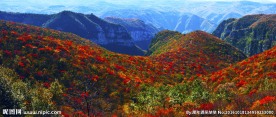 青天河秋日漫山红遍靳家岭