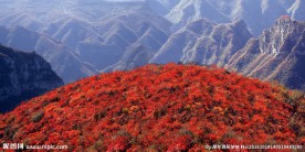 靳家岭秋日漫山红遍