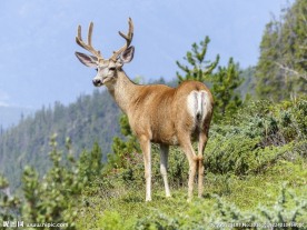 野生驯鹿摄影图片