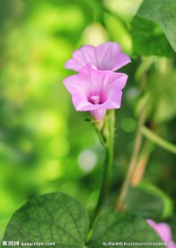 两朵紫色小花