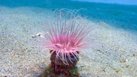 海底生物