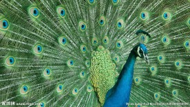 孔雀