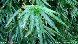 雨天的竹叶 视频