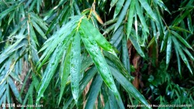 雨天的竹叶 移轴视频