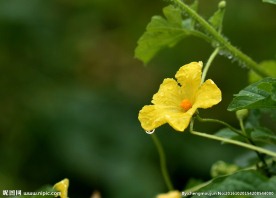 苦瓜花