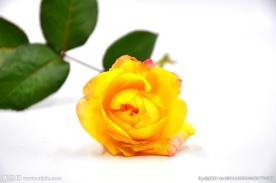 黄色月季花 黄色鲜花