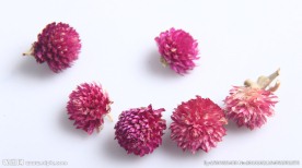 花茶千日红