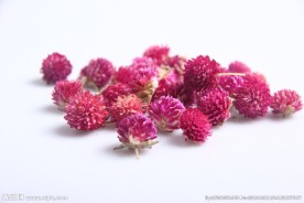 花茶千日红