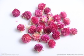花茶千日红