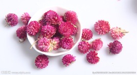 花茶千日红