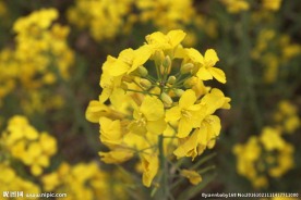 油菜花