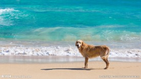 狗狗与海  金毛巡回猎犬