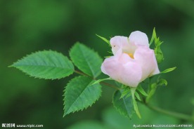 春花