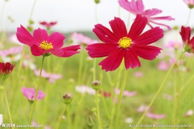 花海草丛间