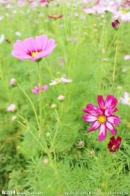 花草间