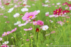 花海绿草