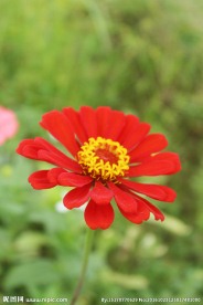 红桑花