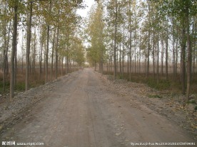 穿过树林的乡土道路
