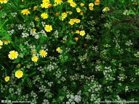 茼蒿花 香菜花