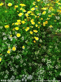 茼蒿花 香菜花