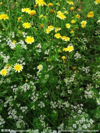 茼蒿花 香菜花