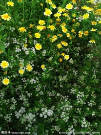 茼蒿花 香菜花