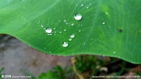 芋艿叶子边上的水珠 视频