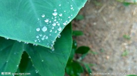 芋艿叶子上的很多水珠 视频