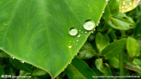 芋艿叶子上的两颗水珠 视频