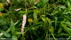 花草 定镜视频